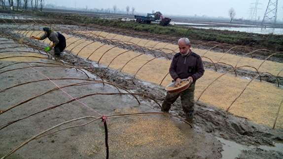توصیه های فنی زراعت برنج